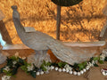 Peacock Bird