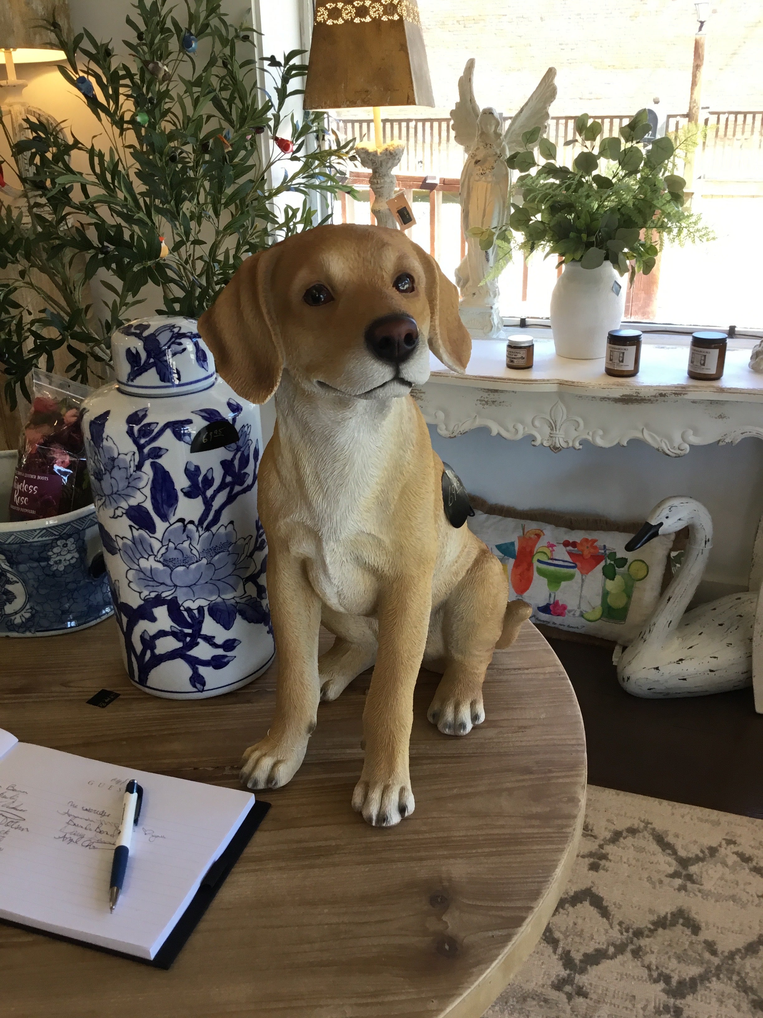 Yellow lab dog