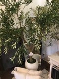 Large olive tree