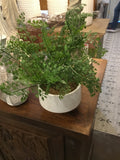 White potted plant